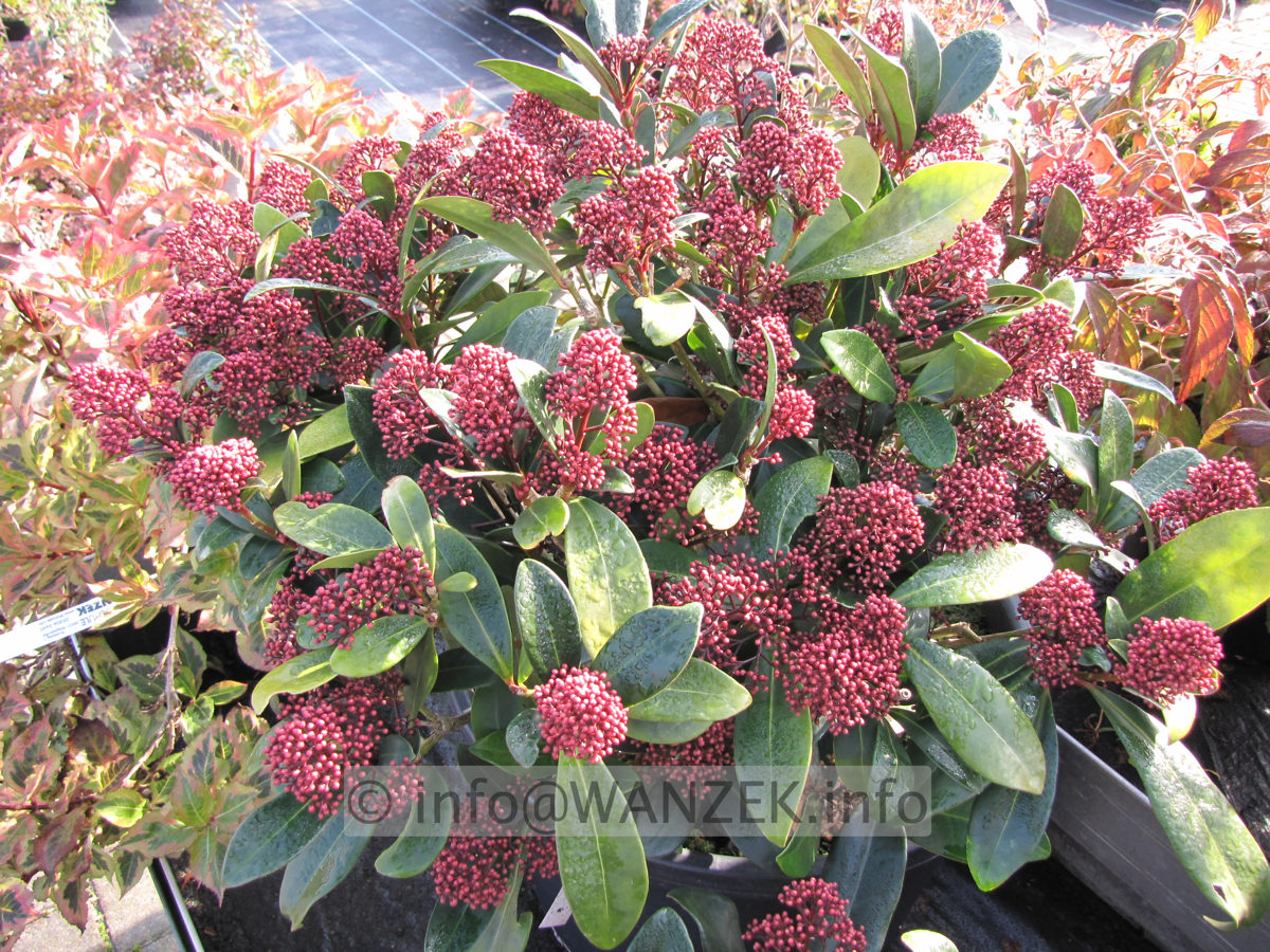 Skimmia japonica Rubella 01c Knospen.JPG